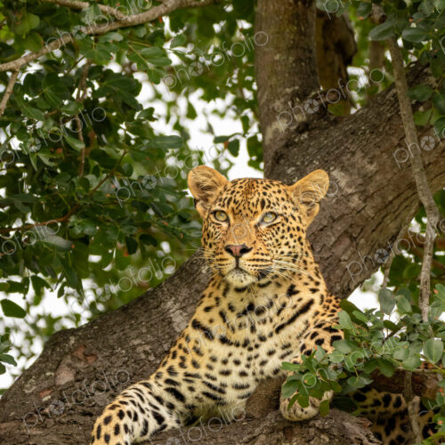 A female leopard, Panthera pardus, lying in the branch of a tree.