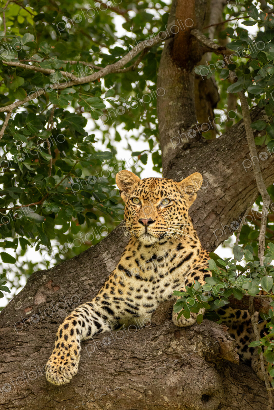 A female leopard, Panthera pardus, lying in the branch of a tree.