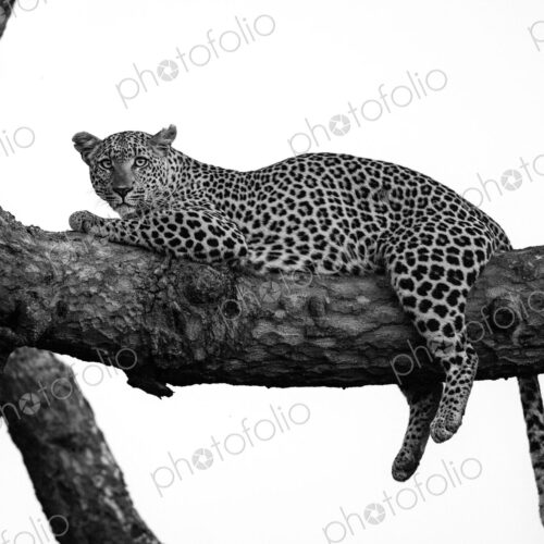 A female leopard, Panthera pardus, lying on a branch of a tree, in black and white. A female leopard, Panthera pardus, lying on a branch of a tree, in black and white.