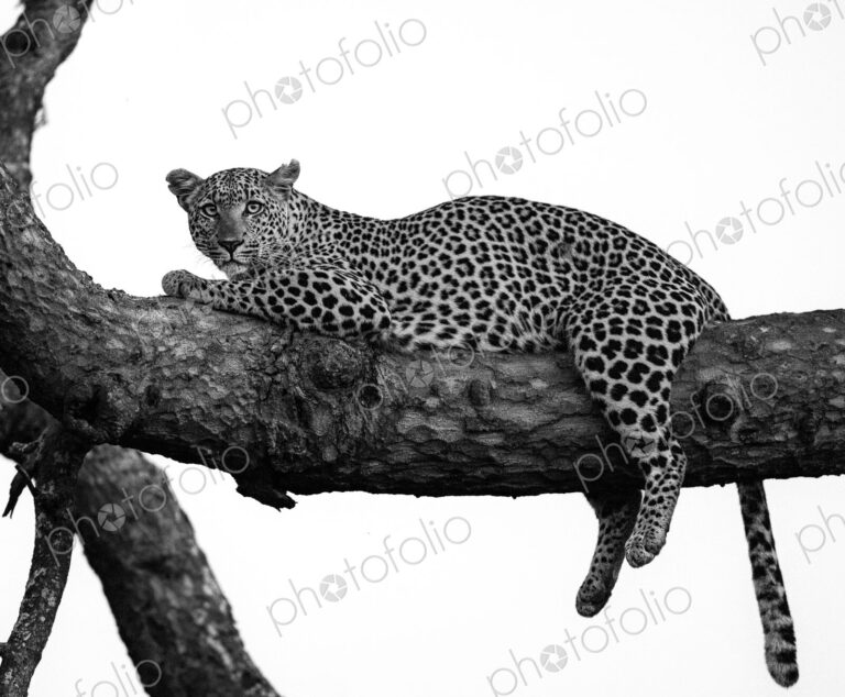 A female leopard, Panthera pardus, lying on a branch of a tree, in black and white.