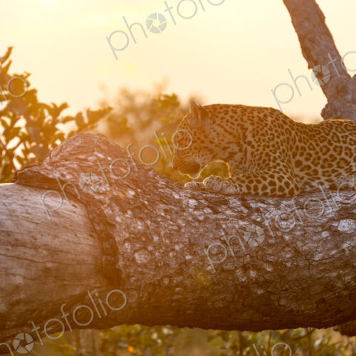 A female leopard, Panthera pardus, lying on a tree, sunrise backlit. A female leopard, Panthera pardus, lying on a tree, sunrise backlit.