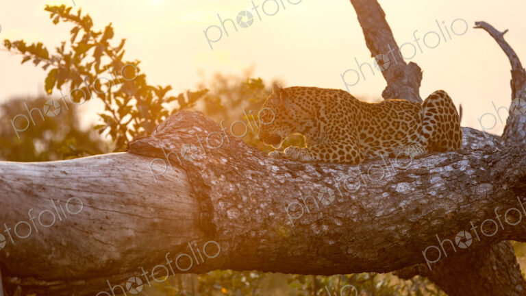 A female leopard, Panthera pardus, lying on a tree, sunrise backlit.