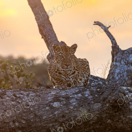 A female leopard, Panthera pardus, lying on a tree, sunrise backlit. A female leopard, Panthera pardus, lying on a tree, sunrise backlit.