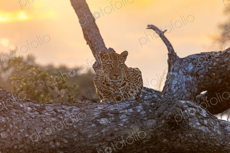 A female leopard, Panthera pardus, lying on a tree, sunrise backlit.