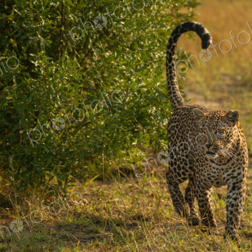 A female leopard, Panthera pardus, scent marking.