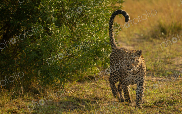 A female leopard, Panthera pardus, scent marking.
