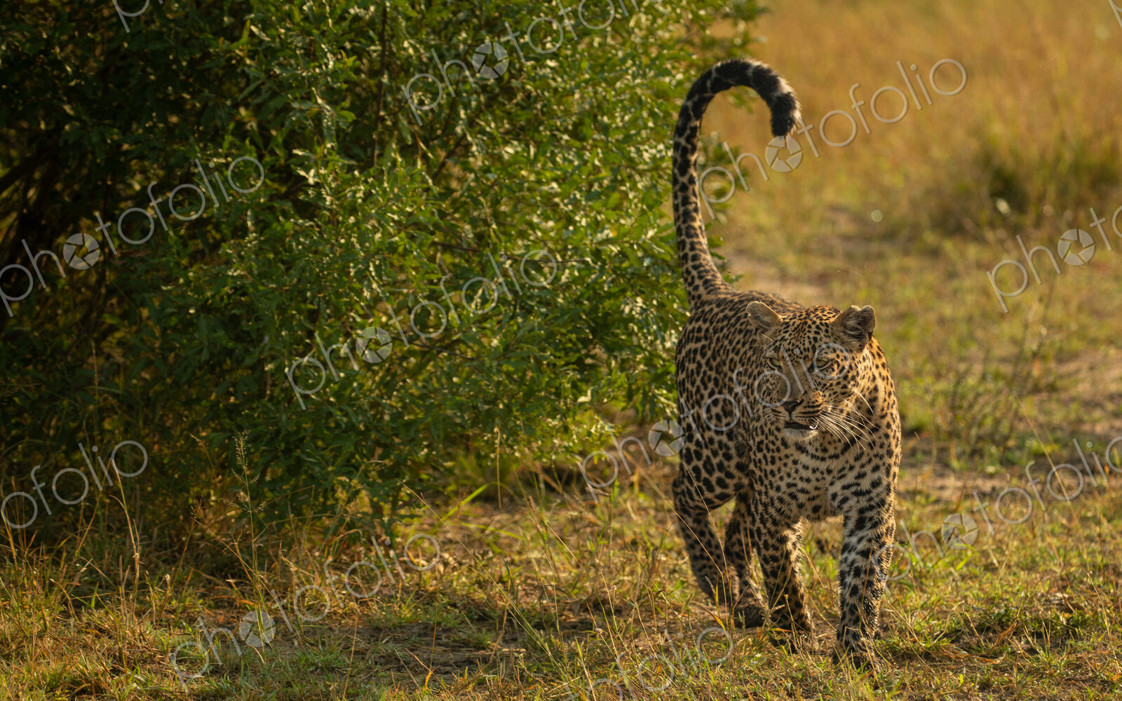 A female leopard, Panthera pardus, scent marking.