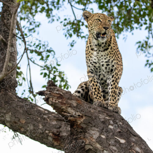 A female leopard, Panthera pardus, sitting in a tree. A female leopard, Panthera pardus, sitting in a tree.