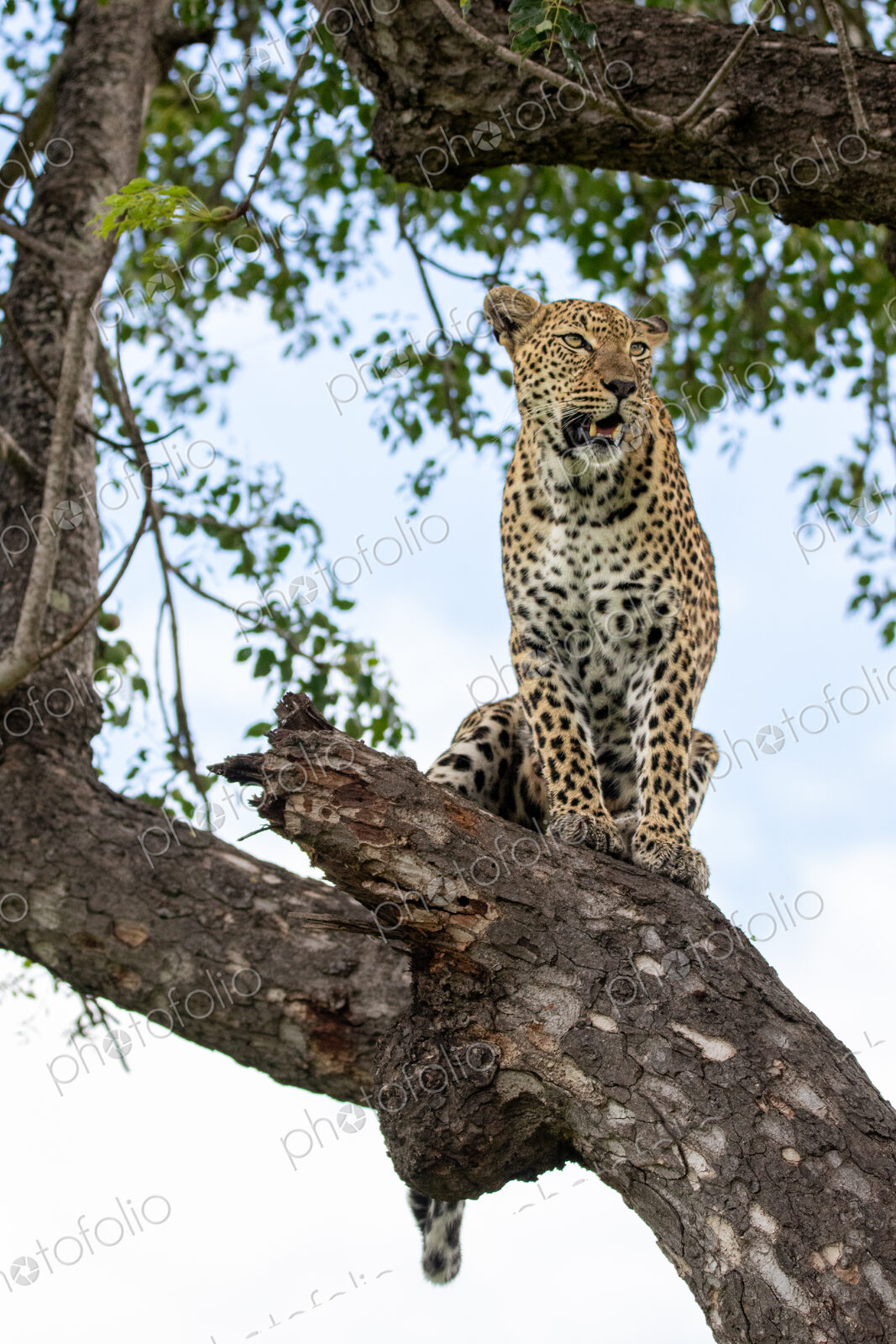A female leopard, Panthera pardus, sitting in a tree.