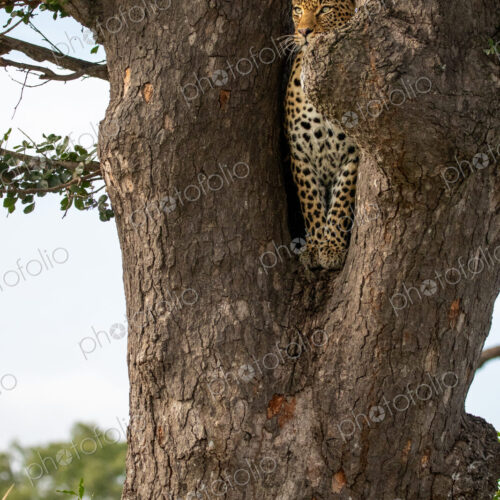 A female leopard, Panthera pardus, sitting in the fork of a tree. A female leopard, Panthera pardus, sitting in the fork of a tree.