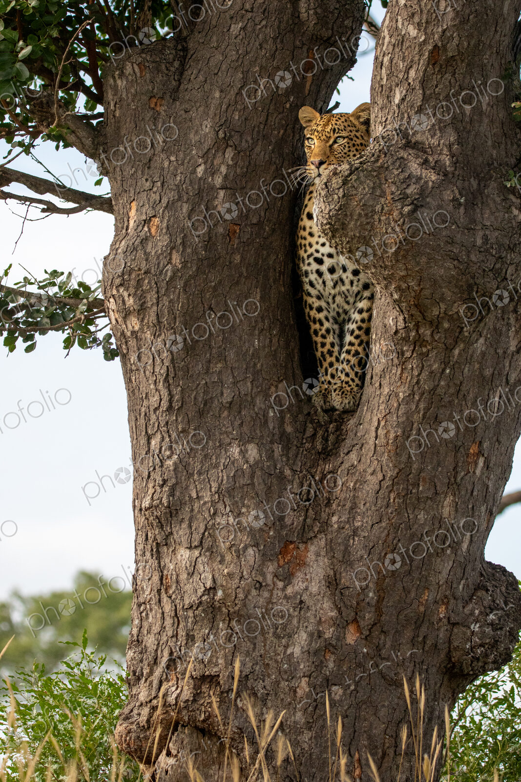 A female leopard, Panthera pardus, sitting in the fork of a tree.