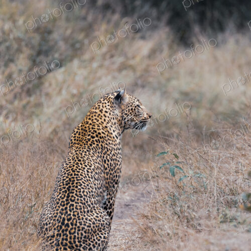 A female leopard, Panthera pardus, sitting with its back turned. A female leopard, Panthera pardus, sitting with its back turned.