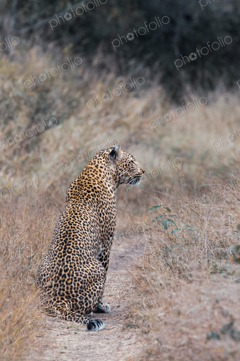 A female leopard, Panthera pardus, sitting with its back turned.