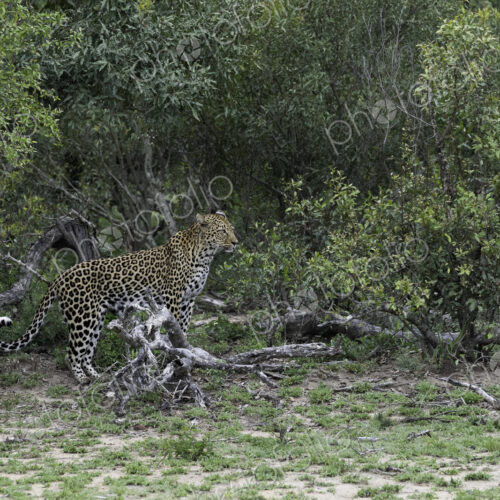 A female leopard, Panthera pardus, standing amongst greenery, looking out.