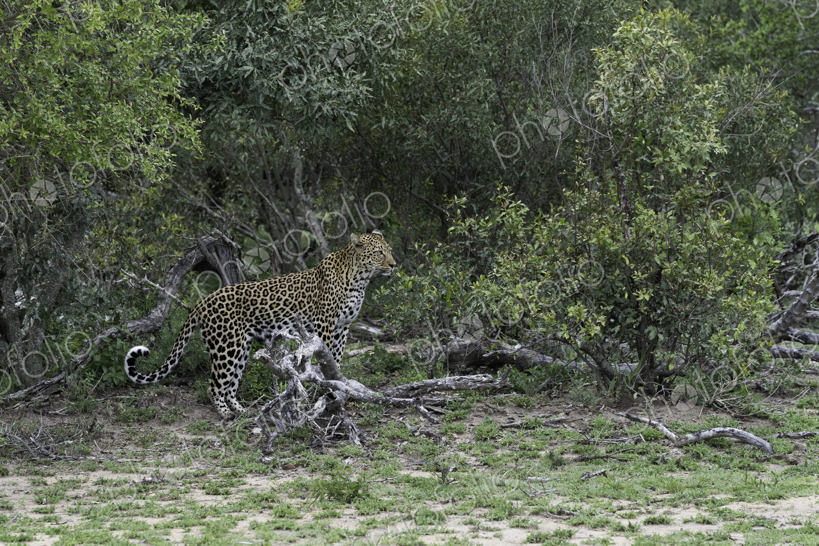 A female leopard, Panthera pardus, standing amongst greenery, looking out.