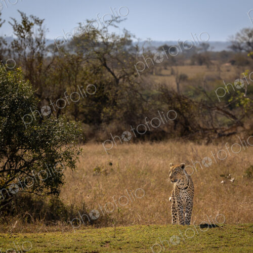 A female leopard, Panthera pardus, standing in a clearing, wide-angle. A female leopard, Panthera pardus, standing in a clearing, wide-angle.