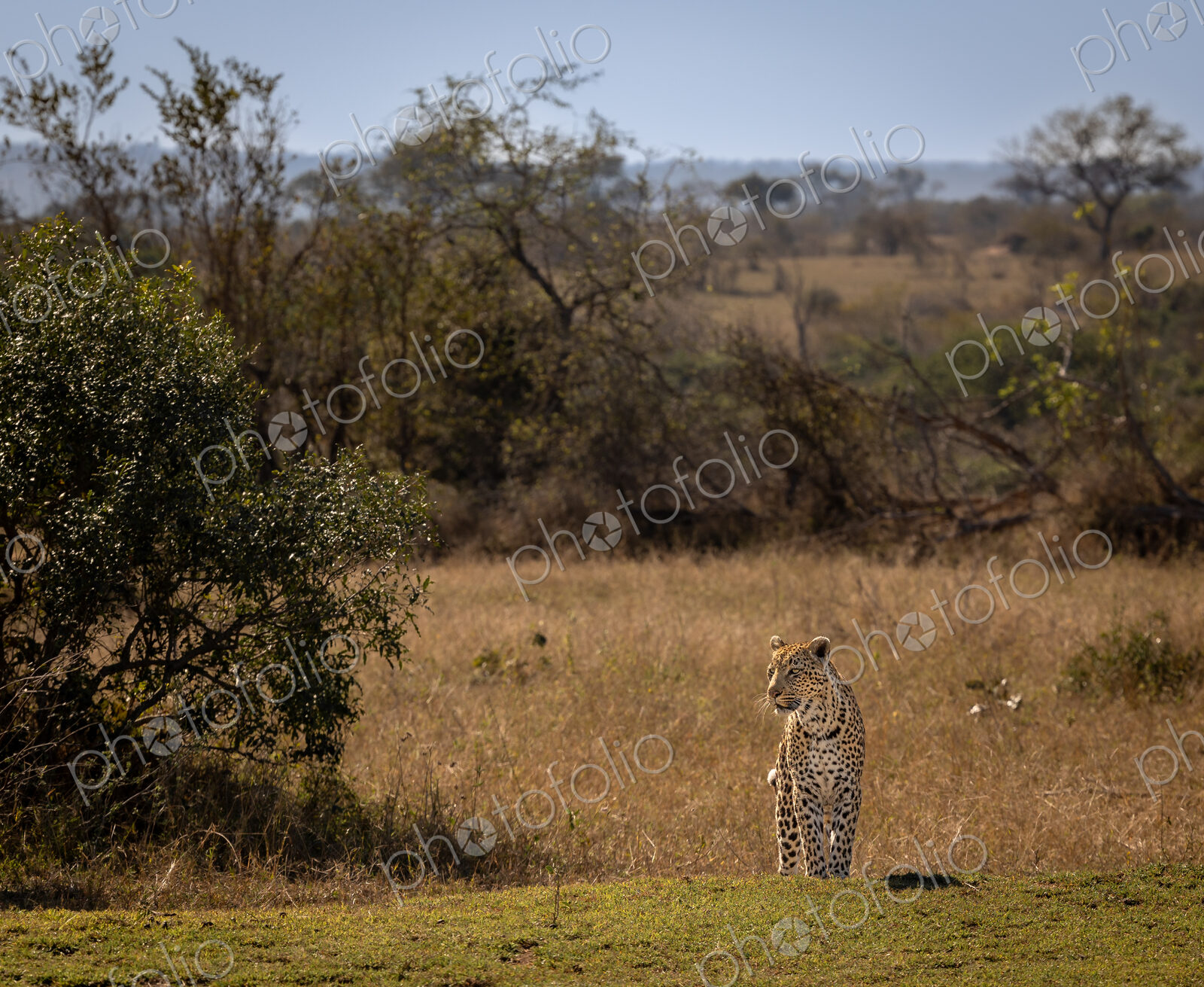 A female leopard, Panthera pardus, standing in a clearing, wide-angle.