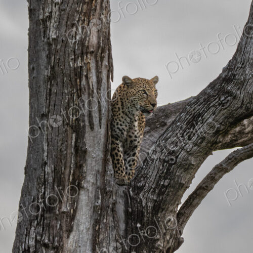 A female leopard, Panthera pardus, standing in the fork of a tree.