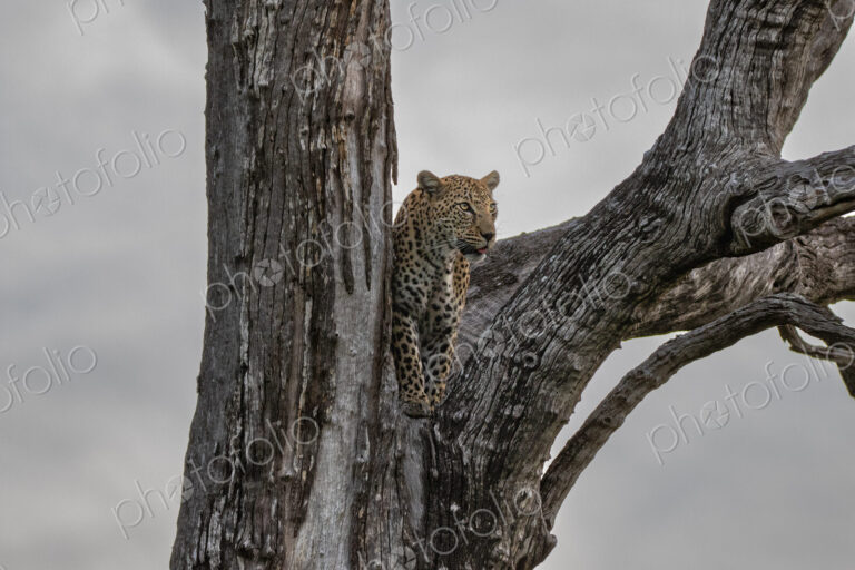 A female leopard, Panthera pardus, standing in the fork of a tree.