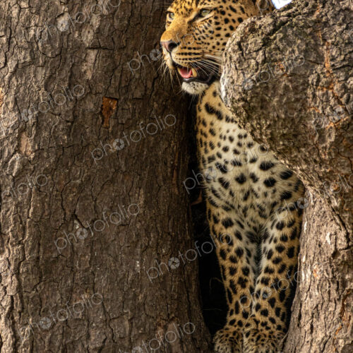 A female leopard, Panthera pardus, standing in the fork of a tree. A female leopard, Panthera pardus, standing in the fork of a tree.