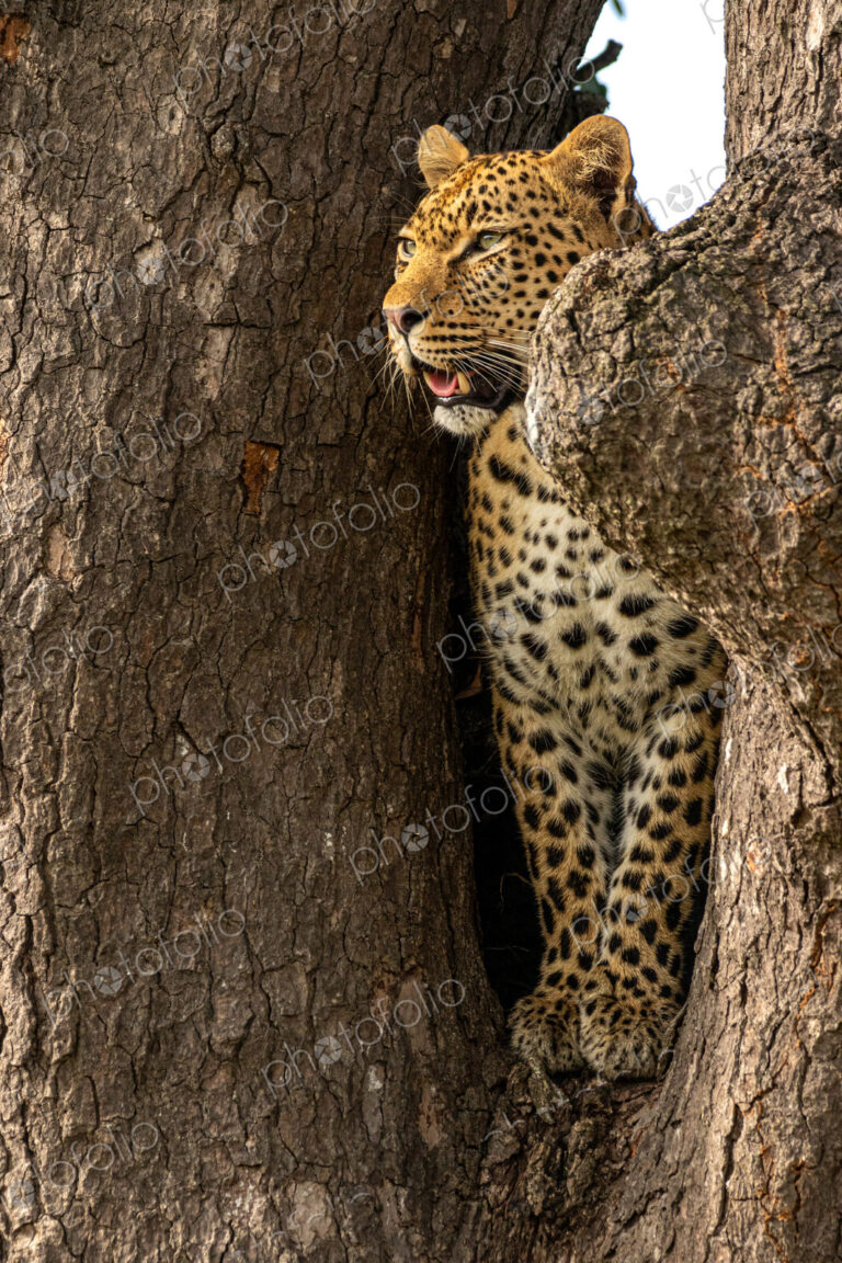 A female leopard, Panthera pardus, standing in the fork of a tree.