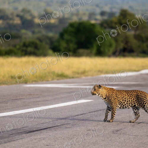 A female leopard, Panthera pardus, walking across an airstrip. A female leopard, Panthera pardus, walking across an airstrip.