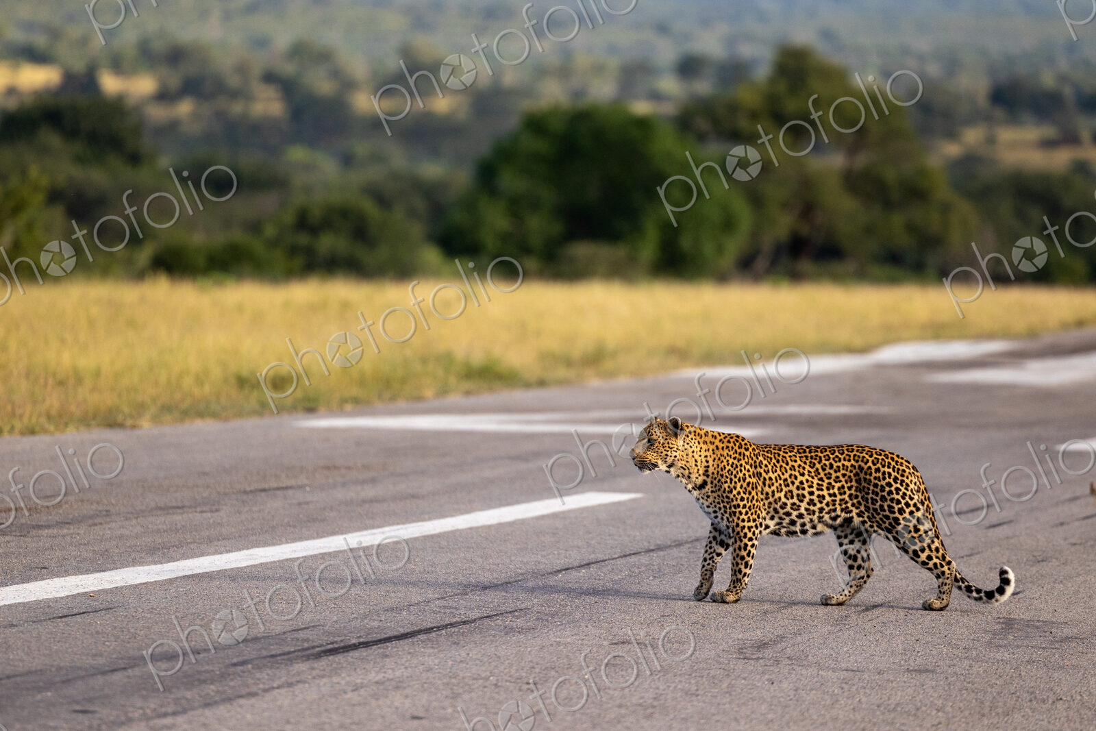 A female leopard, Panthera pardus, walking across an airstrip.