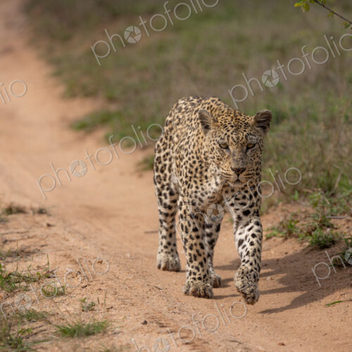 A female leopard, Panthera pardus, walking along a road.