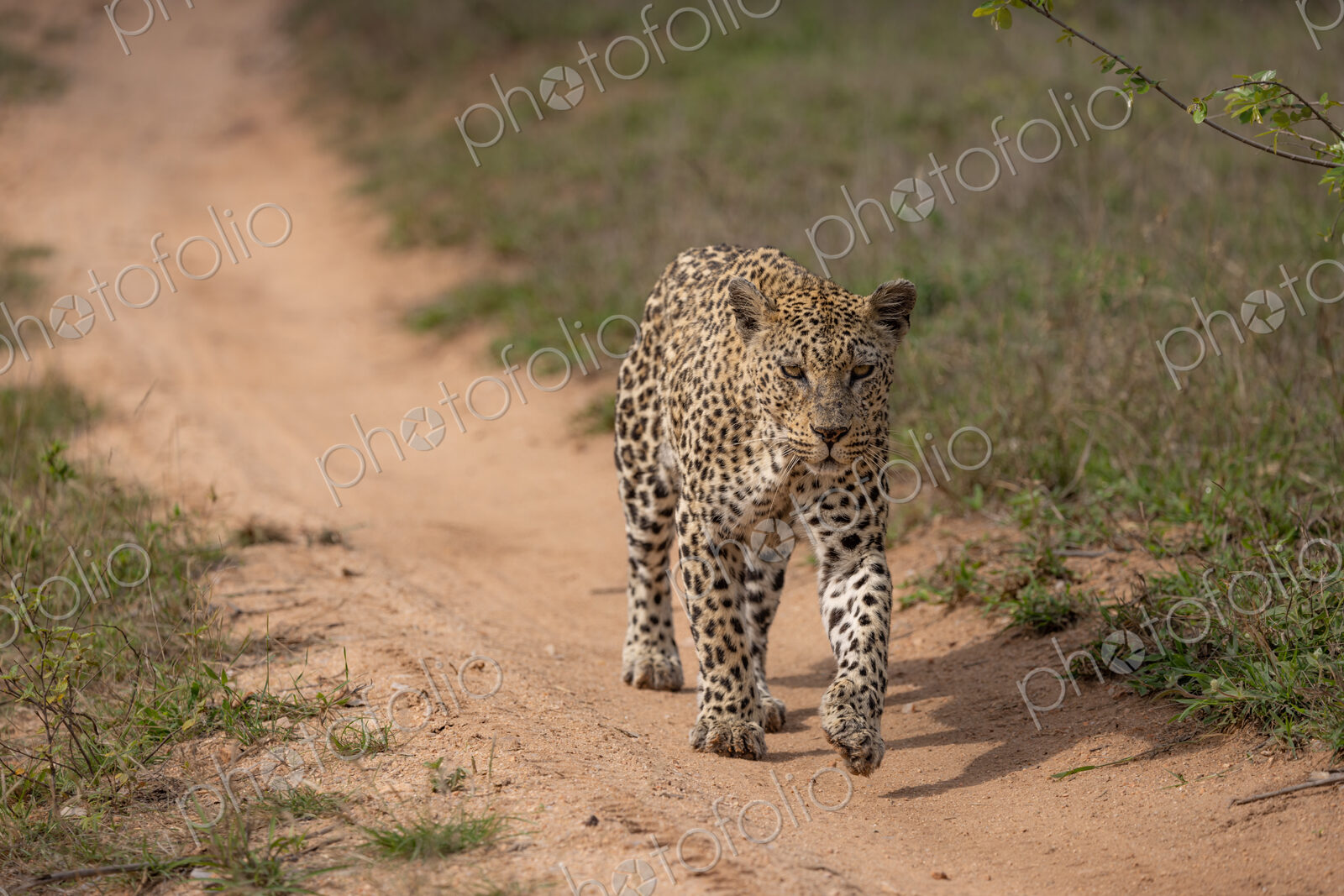 A female leopard, Panthera pardus, walking along a road.