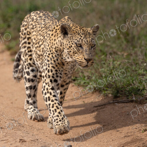 A female leopard, Panthera pardus, walking along a road.