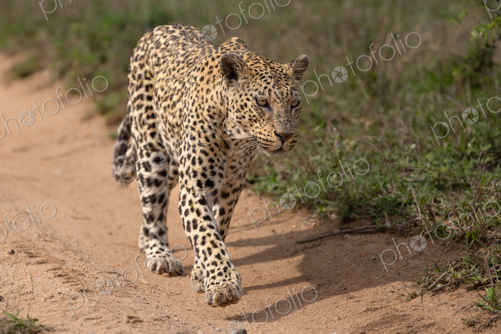 A female leopard, Panthera pardus, walking along a road.