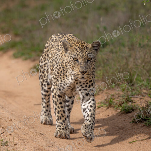 A female leopard, Panthera pardus, walking along a road, direct gaze.