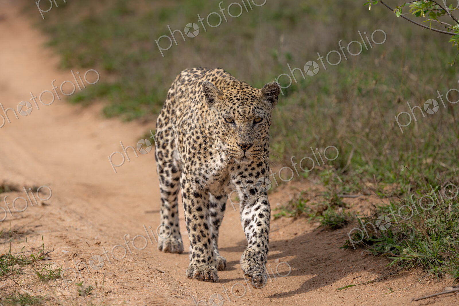 A female leopard, Panthera pardus, walking along a road, direct gaze.