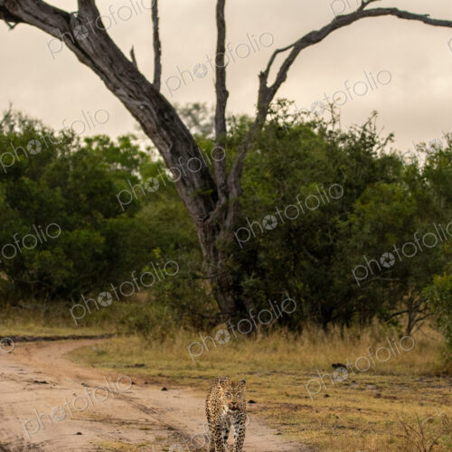 A female leopard, Panthera pardus, walking down a path, direct gaze. A female leopard, Panthera pardus, walking down a path, direct gaze.