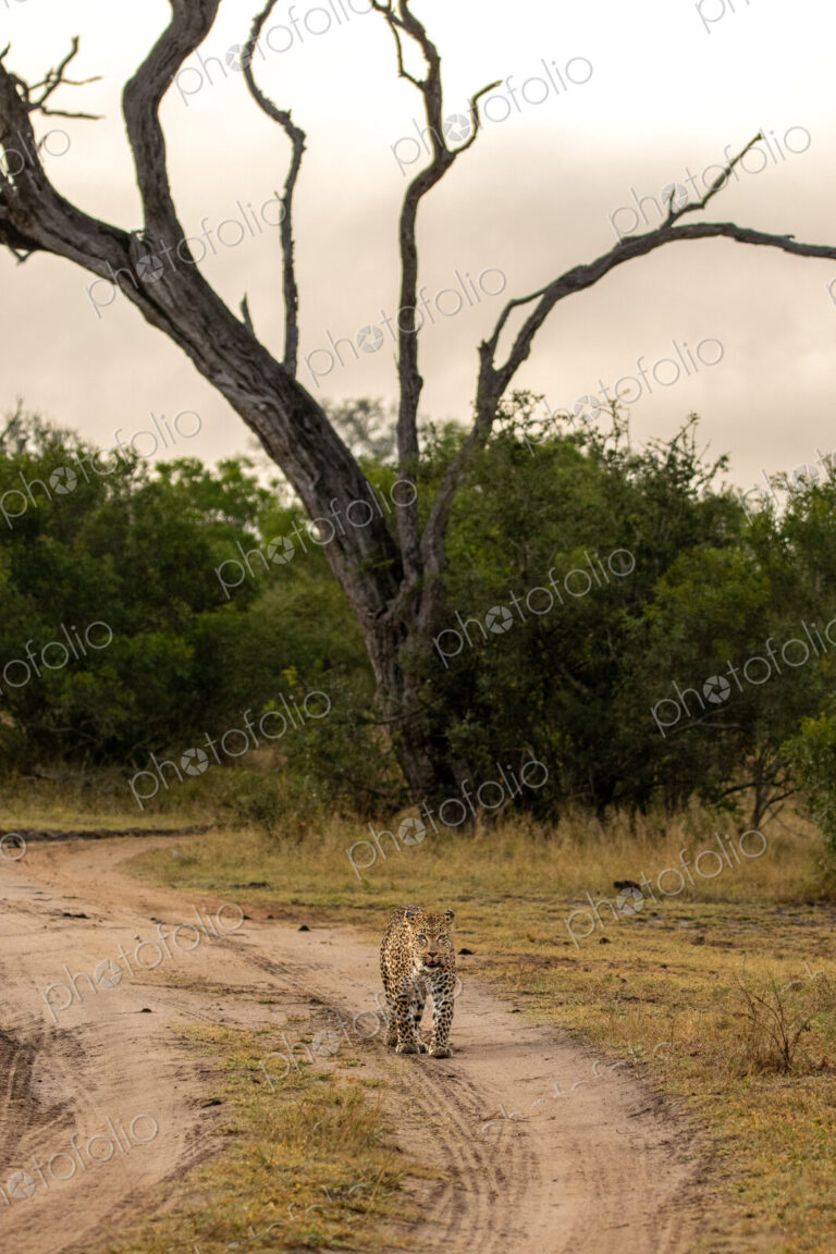 A female leopard, Panthera pardus, walking down a path, direct gaze.