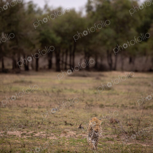 A female leopard, Panthera pardus, walking in a clearing, wide-angle.