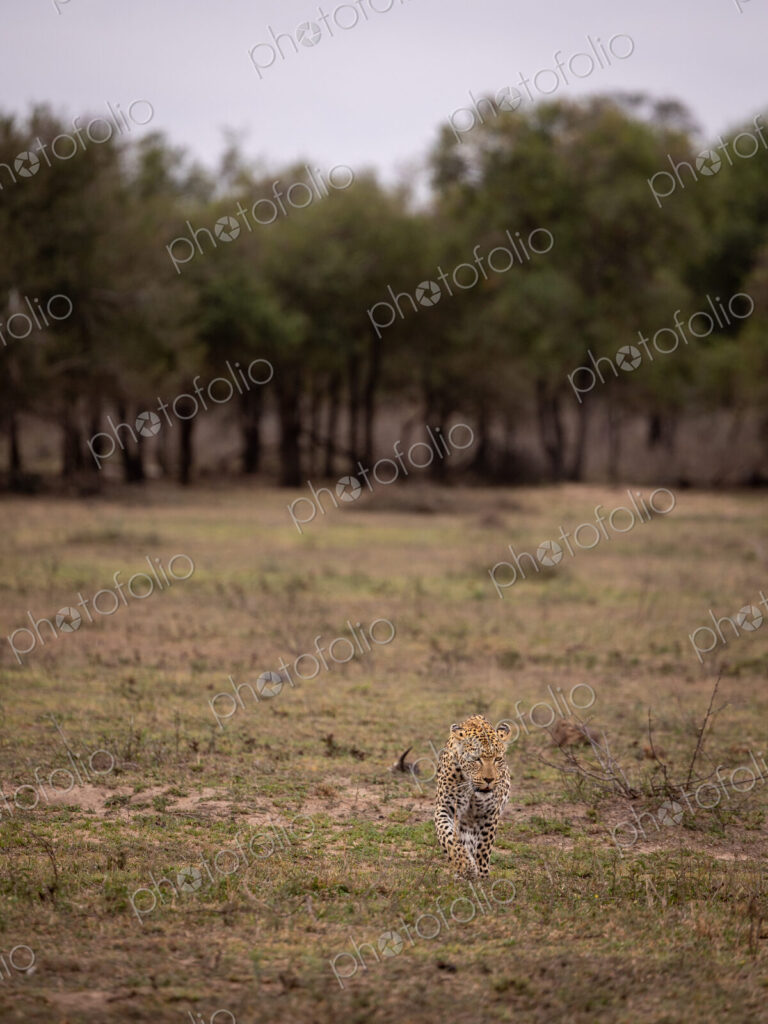 A female leopard, Panthera pardus, walking in a clearing, wide-angle.
