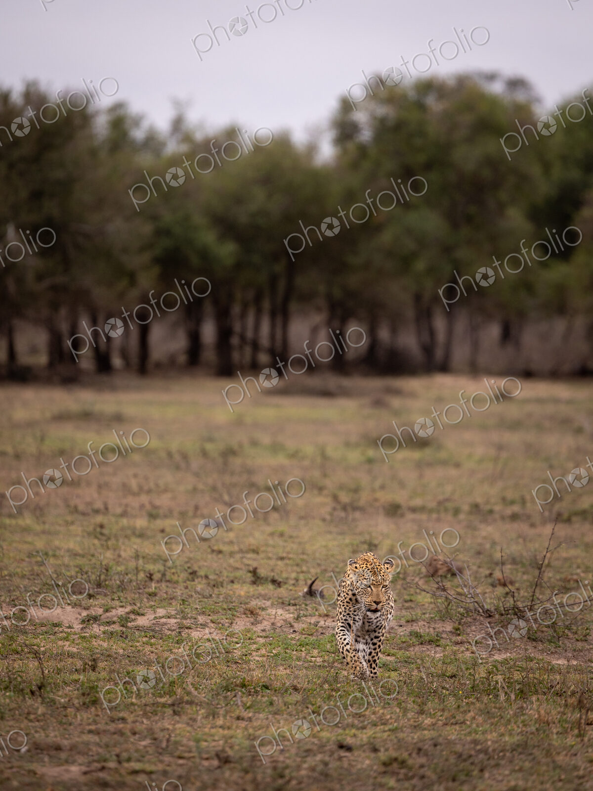 A female leopard, Panthera pardus, walking in a clearing, wide-angle.