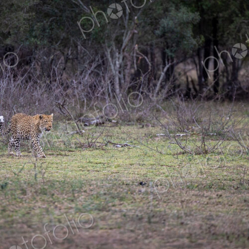 A female leopard, Panthera pardus, walking in a clearing, wide-angle.