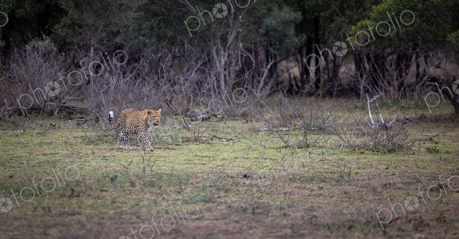 A female leopard, Panthera pardus, walking in a clearing, wide-angle.