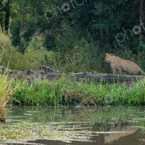 A female leopard, Panthera pardus, walking next to water.