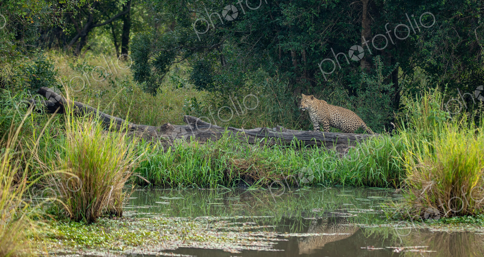 A female leopard, Panthera pardus, walking next to water.