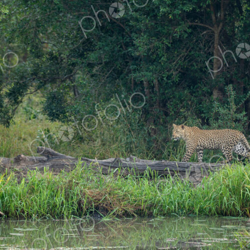 A female leopard, Panthera pardus, walking next to water.