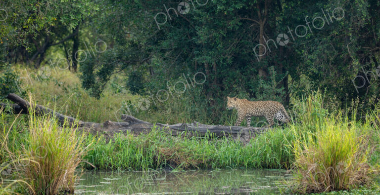 A female leopard, Panthera pardus, walking next to water.