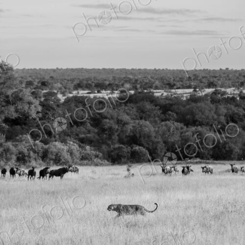 A female leopard, Panthera pardus, walking past a heard of wildebeest, Connochaetes…