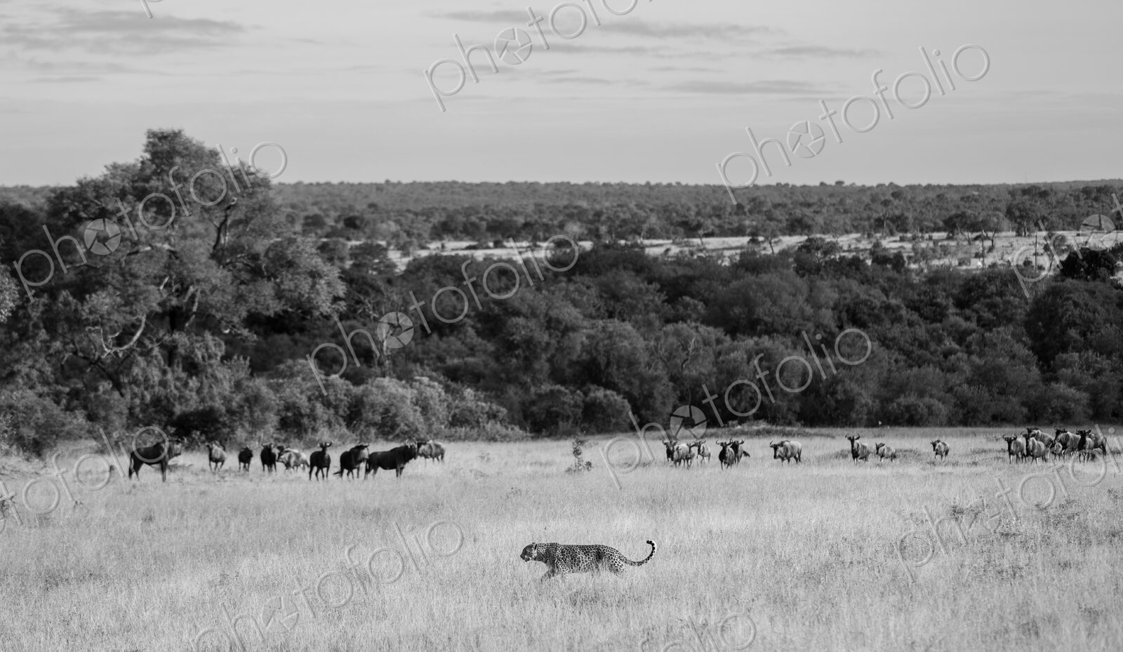 A female leopard, Panthera pardus, walking past a heard of wildebeest, Connochaetes…