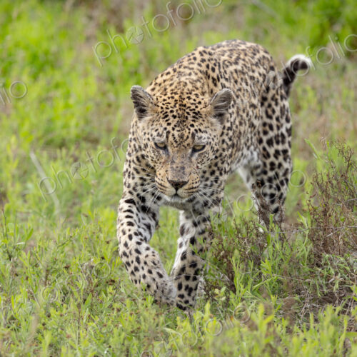 A female leopard, Panthera pardus, walking through greenery.