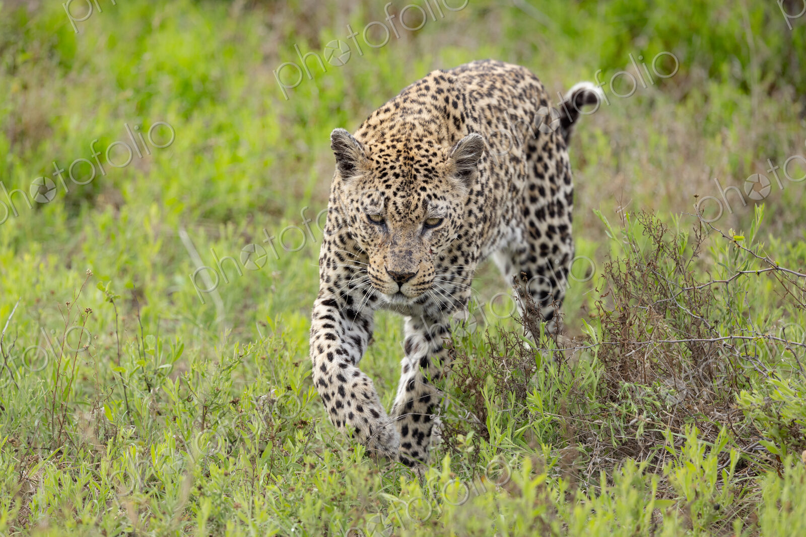 A female leopard, Panthera pardus, walking through greenery.
