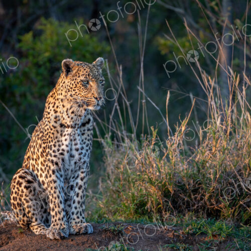 A female leopard, Panthera paruds, sitting. A female leopard, Panthera paruds, sitting.