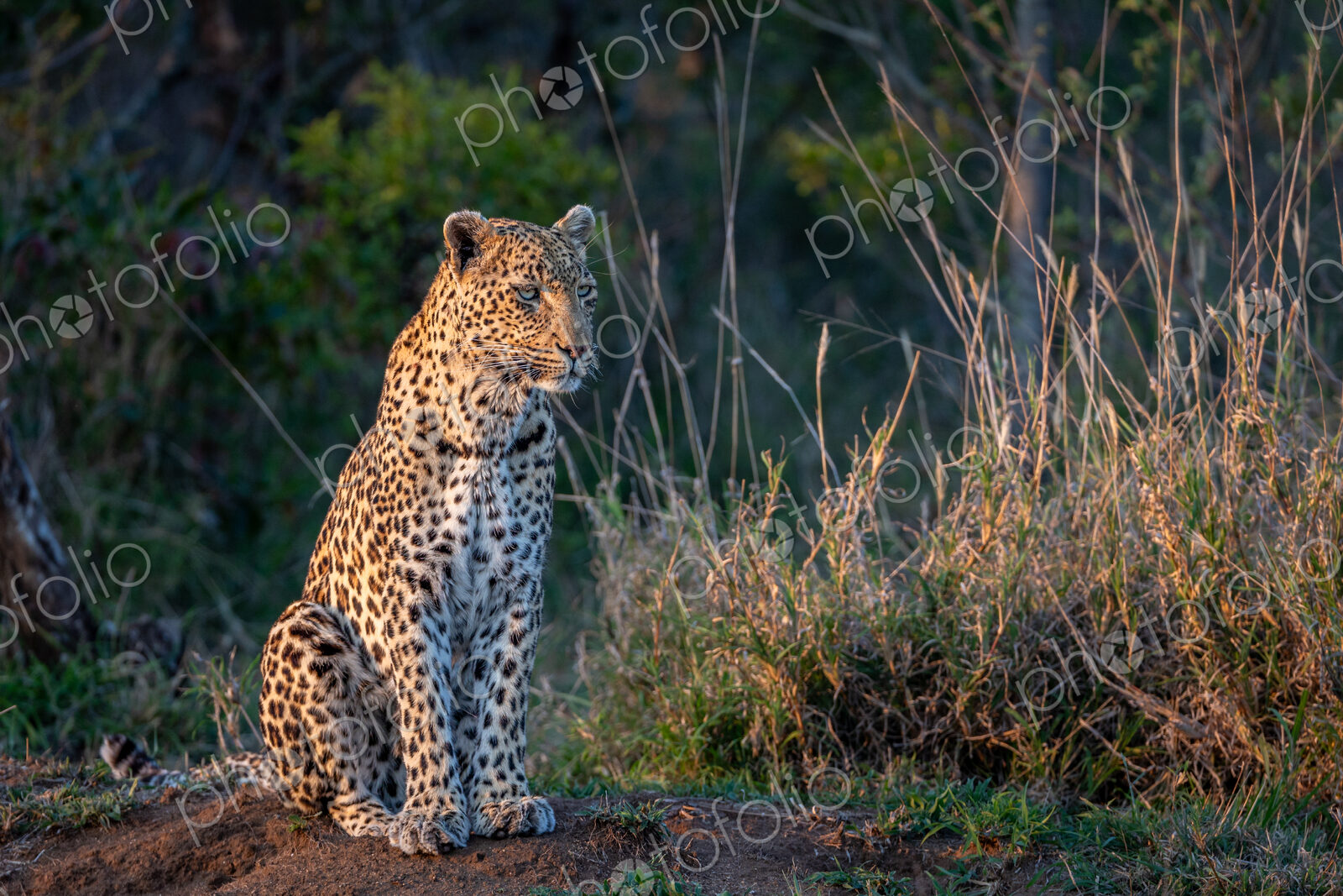 A female leopard, Panthera paruds, sitting.